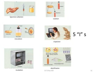 10
isolation
inoculation
incubation
Specimen collection
inspection
identification
5 “I” s
Dr.T.V.Rao MD
 