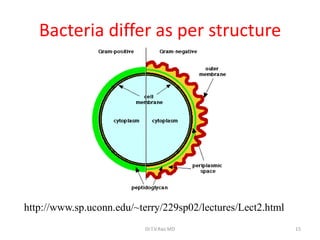 http://www.sp.uconn.edu/~terry/229sp02/lectures/Lect2.html
Bacteria differ as per structure
Dr.T.V.Rao MD 15
 