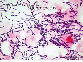 Streptococcus
Dr.T.V.Rao MD 18
 