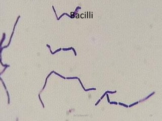 Bacilli
Dr.T.V.Rao MD 19
 