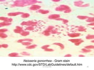 Neisseria gonorrhea - Gram stain
http://www.cdc.gov/STD/LabGuidelines/default.htm
Dr.T.V.Rao MD 20
 