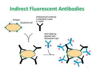 33
Indirect Fluorescent Antibodies
 
