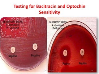 Testing for Bacitracin and Optochin
Sensitivity
Dr.T.V.Rao MD 48
 