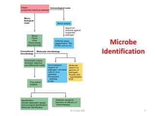5
Microbe
Identification
Dr.T.V.Rao MD
 