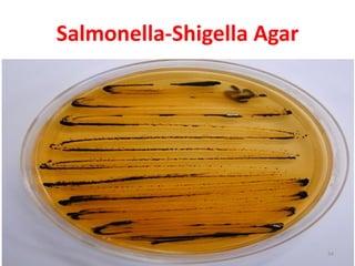 Salmonella-Shigella Agar
Dr.T.V.Rao MD 54
 