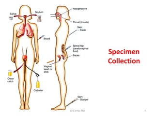 7
Specimen
Collection
Dr.T.V.Rao MD
 