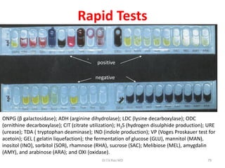 79
Rapid Tests
ONPG (β galactosidase); ADH (arginine dihydrolase); LDC (lysine decarboxylase); ODC
(ornithine decarboxylase); CIT (citrate utilization); H2S (hydrogen disulphide production); URE
(urease); TDA ( tryptophan deaminase); IND (indole production); VP (Voges Proskauer test for
acetoin); GEL ( gelatin liquefaction); the fermentation of glucose (GLU), mannitol (MAN),
inositol (INO), sorbitol (SOR), rhamnose (RHA), sucrose (SAC); Melibiose (MEL), amygdalin
(AMY), and arabinose (ARA); and OXI (oxidase).
positive
negative
Dr.T.V.Rao MD
 