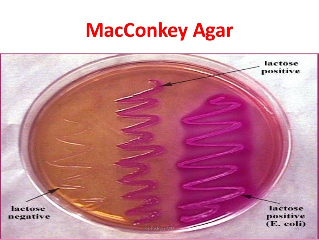 Identificationofbacterialpathogens 111126232752-phpapp01