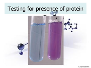 Testing for presence of protein




                            ALBIO9700/2006JK
 