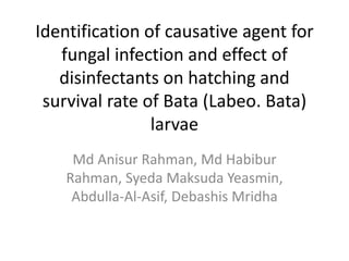 Identification of causative agent for
fungal infection and effect of
disinfectants on hatching and
survival rate of Bata (Labeo. Bata)
larvae
Md Anisur Rahman, Md Habibur
Rahman, Syeda Maksuda Yeasmin,
Abdulla-Al-Asif, Debashis Mridha
 