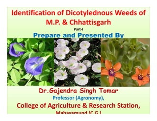 Identification of Dicotylednous Weeds of
M.P. & Chhattisgarh
Part-I
Prepare and Presented By
By
Dr.Gajendra Singh TomarDr.Gajendra Singh Tomar
Professor (Agronomy),
College of Agriculture & Research Station,
Mahasamund (C.G.)
 
