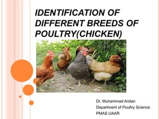 IDENTIFICATION OF
DIFFERENT BREEDS OF
POULTRY(CHICKEN)
Dr. Muhammad Arslan
Department of Poultry Science
PMAS UAAR
 