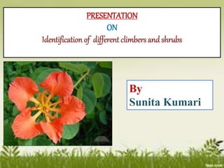PRESENTATION
ON
Identification of different climbers and shrubs
By
Sunita Kumari
 