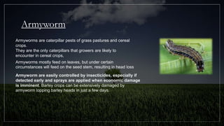 Armyworm Insecticide Identification of different insect pests.pptx