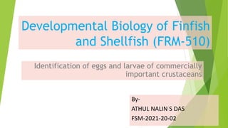 Identification of eggs and larvae of commercially important crustaceans ...