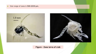 Zoeae Identification of eggs and larvae of commercially important crustaceans ...