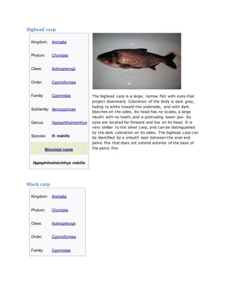 Bighead carp
The bighead carp is a large, narrow fish with eyes that
project downward. Coloration of the body is dark gray...