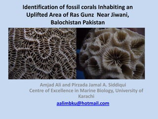Identification of fossil corals Inhabiting an
Uplifted Area of Ras Gunz Near Jiwani,
Balochistan Pakistan
Amjad Ali and Pirzada Jamal A. Siddiqui
Centre of Excellence in Marine Biology, University of
Karachi
aalimbku@hotmail.com
 