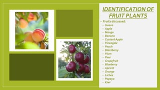 IDENTIFICATION OF
FRUIT PLANTS
• Fruits discussed:
• Guava
• Apple
• Mango
• Banana
• Custard Apple
• Pineapple
• Peach
• Blackberry
• Plum
• Pear
• Grapefruit
• Blueberry
• Apricot
• Orange
• Lichee
• Papaya
• Kiwi
 