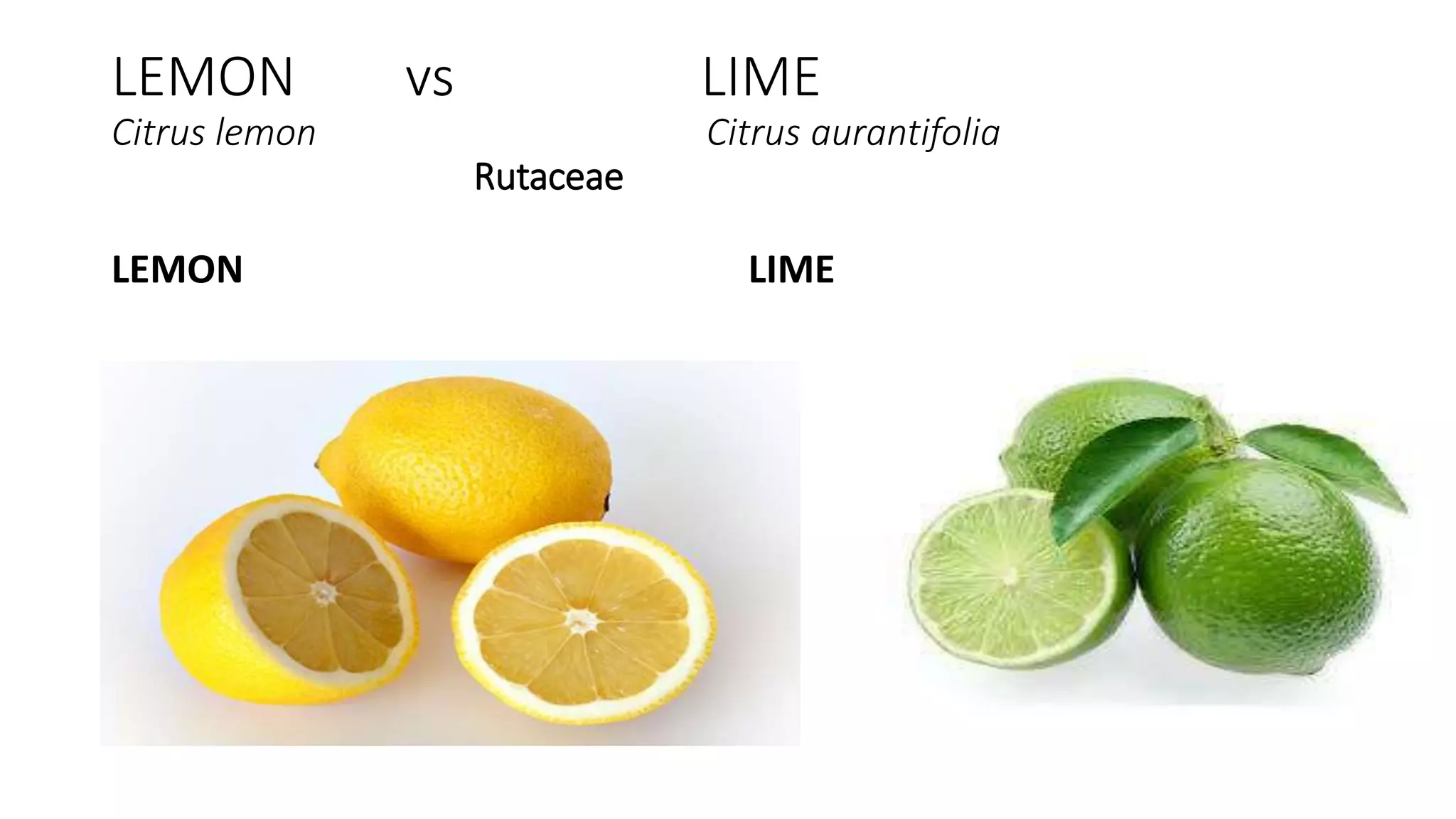 Identification of fruits and plantation crops PPTX