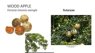 WOOD APPLE
Feronia limonia swingle Rutaceae
 