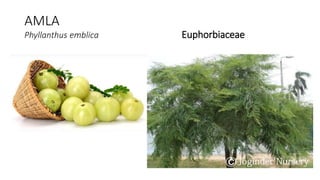 AMLA
Phyllanthus emblica Euphorbiaceae
 