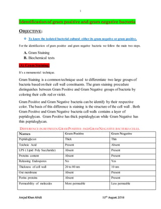 Identification of gram positive and gram negative bacteria | DOCX
