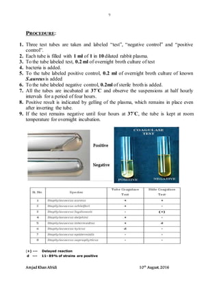 Identification of gram positive and gram negative bacteria | DOCX