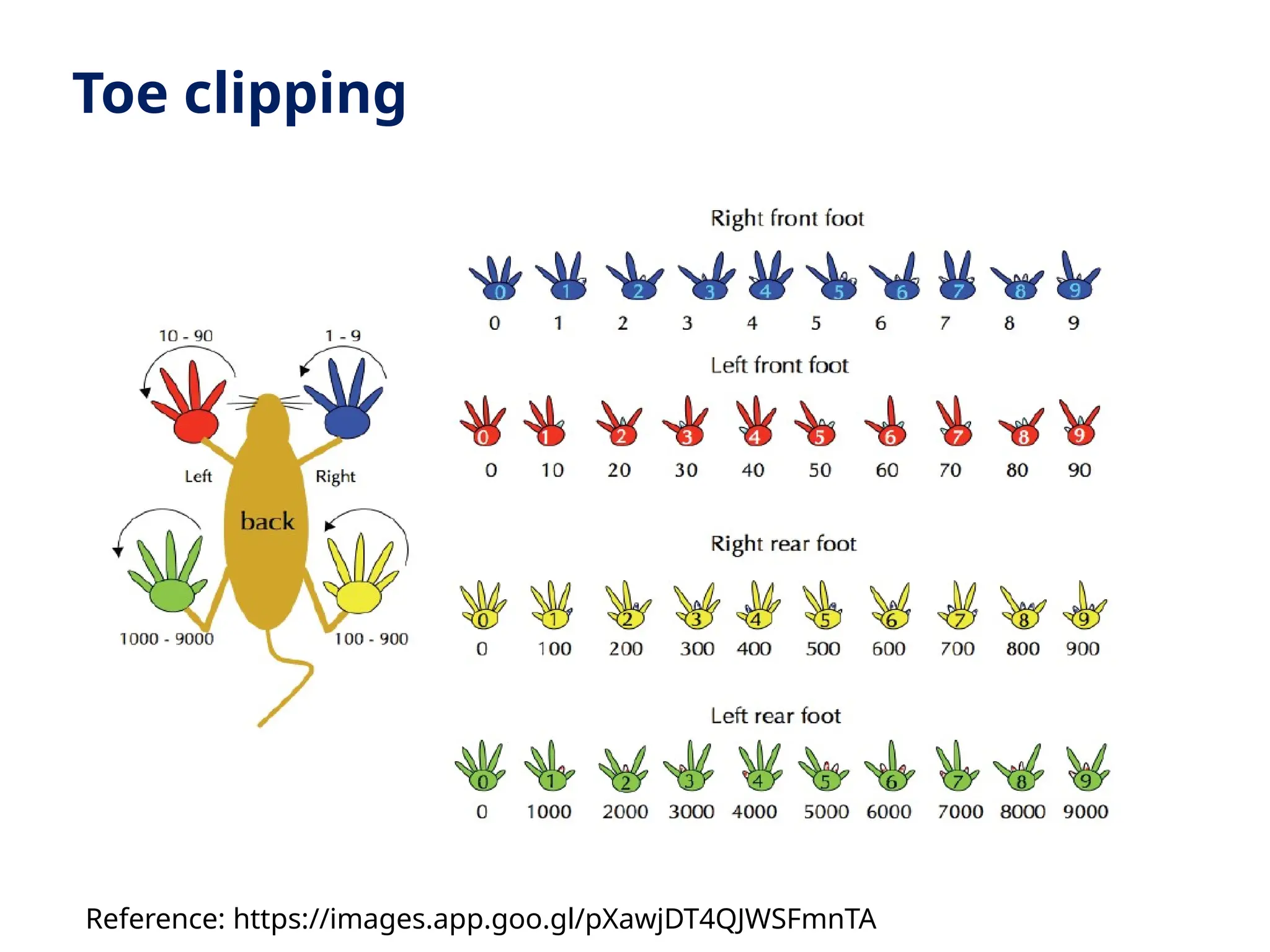 Toe clipping
Reference: https://images.app.goo.gl/pXawjDT4QJWSFmnTA
 