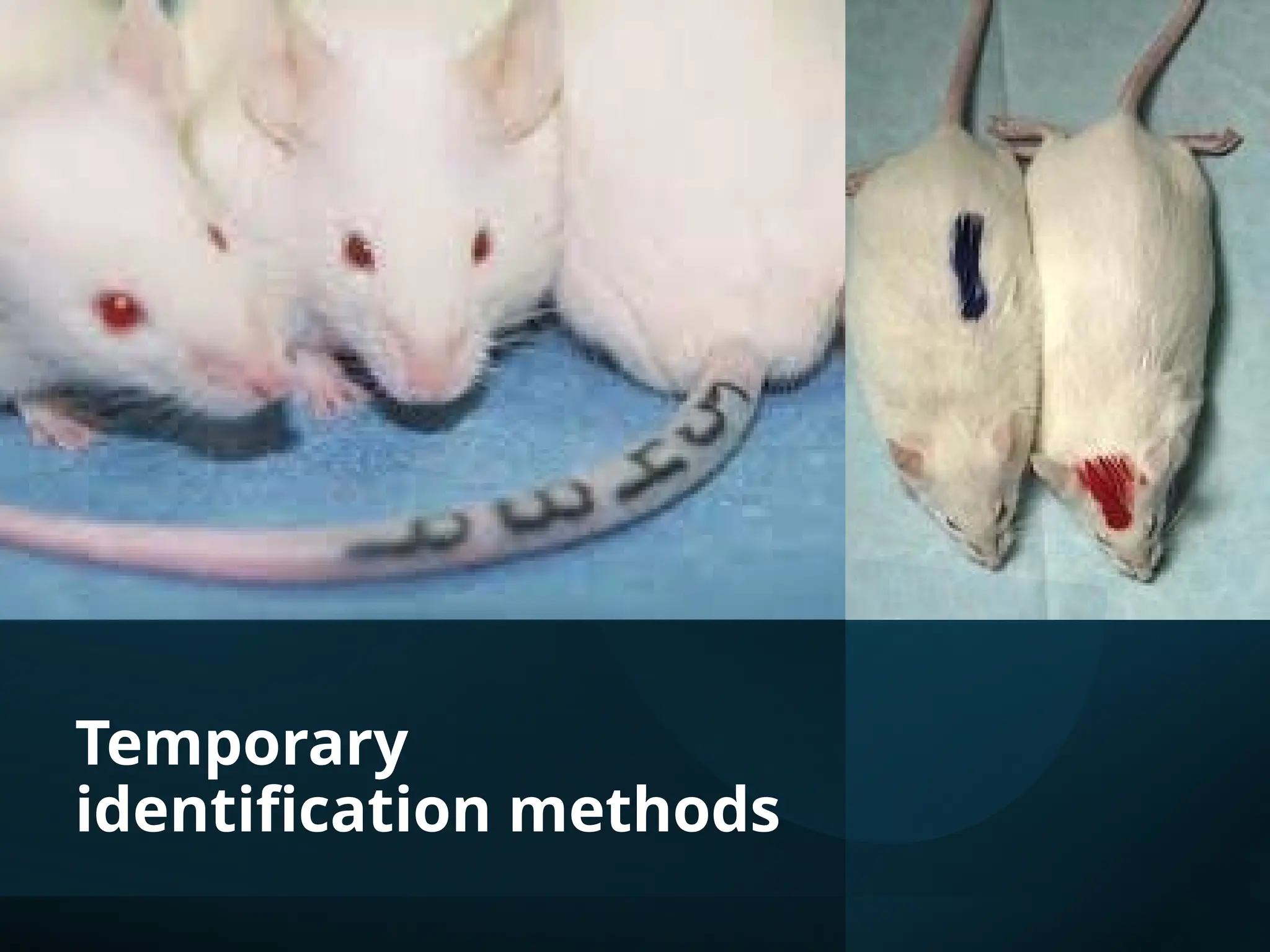 Temporary
identification methods
 