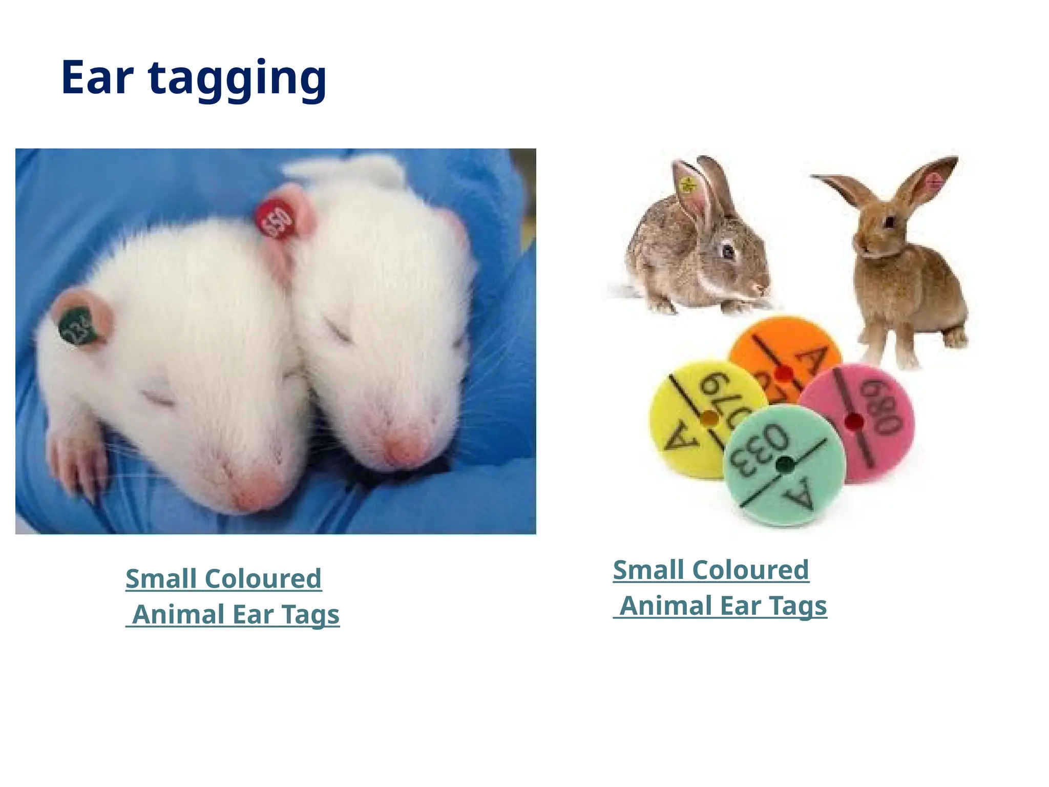 Ear tagging
Small Coloured
Animal Ear Tags
Small Coloured
Animal Ear Tags
 