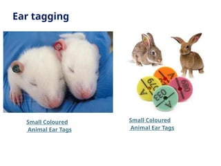 Ear tagging
Small Coloured
Animal Ear Tags
Small Coloured
Animal Ear Tags
 