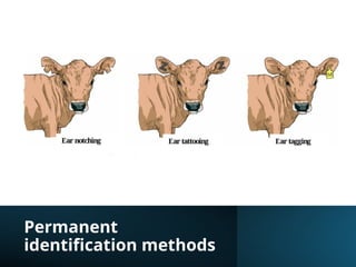 Permanent
identification methods
 