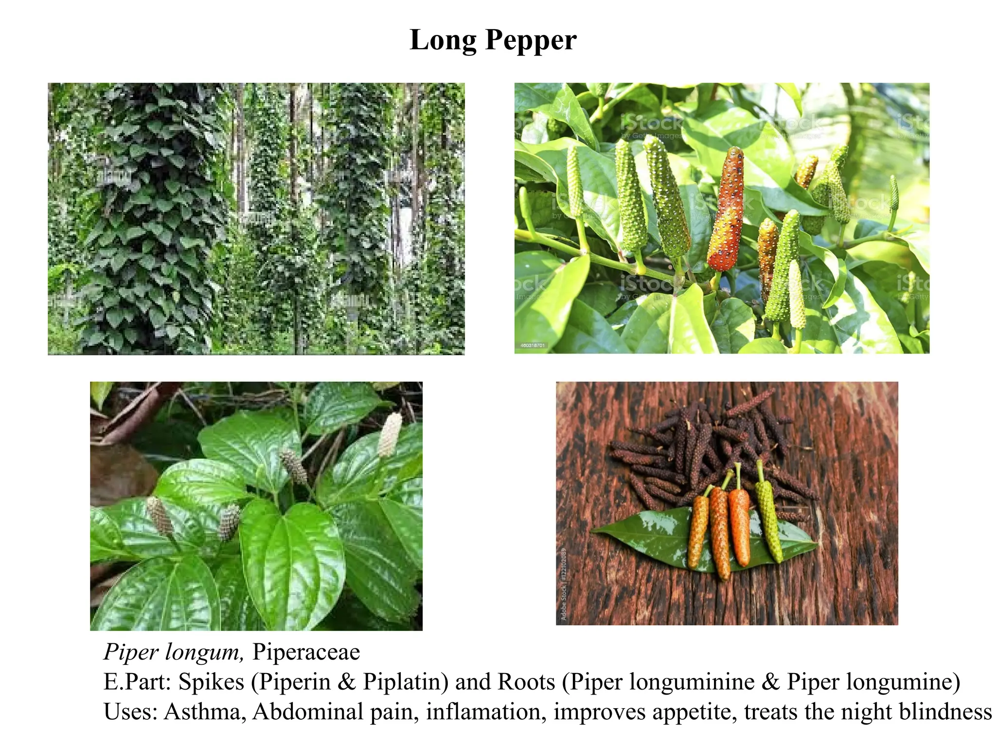 Identification of MAP (P) Hort 223.pptx a | PPTX