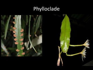 Identification of Medicinal Plants-KUB.ppt