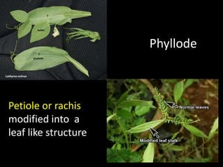 Identification of Medicinal Plants-KUB.ppt