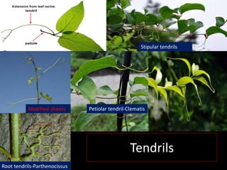 Tendrils Roots Identification of Medicinal Plants-KUB.ppt