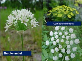 Identification of Medicinal Plants-KUB.ppt