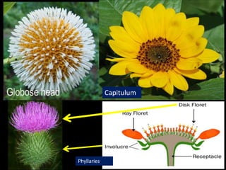 Identification of Medicinal Plants-KUB.ppt