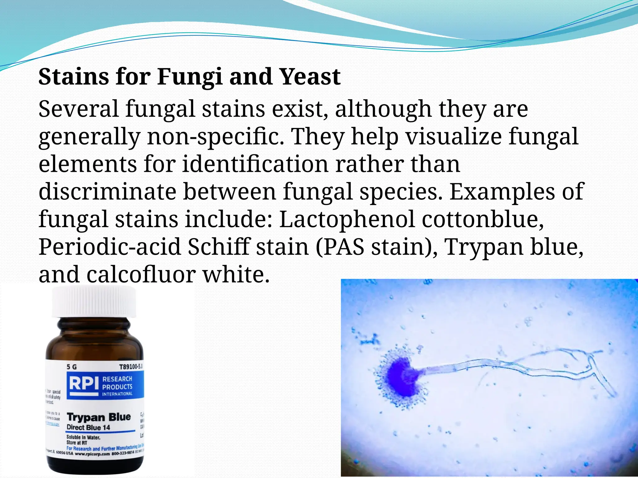 Stains for Fungi and Yeast
Several fungal stains exist, although they are
generally non-specific. They help visualize fungal
elements for identification rather than
discriminate between fungal species. Examples of
fungal stains include: Lactophenol cottonblue,
Periodic-acid Schiff stain (PAS stain), Trypan blue,
and calcofluor white.
 