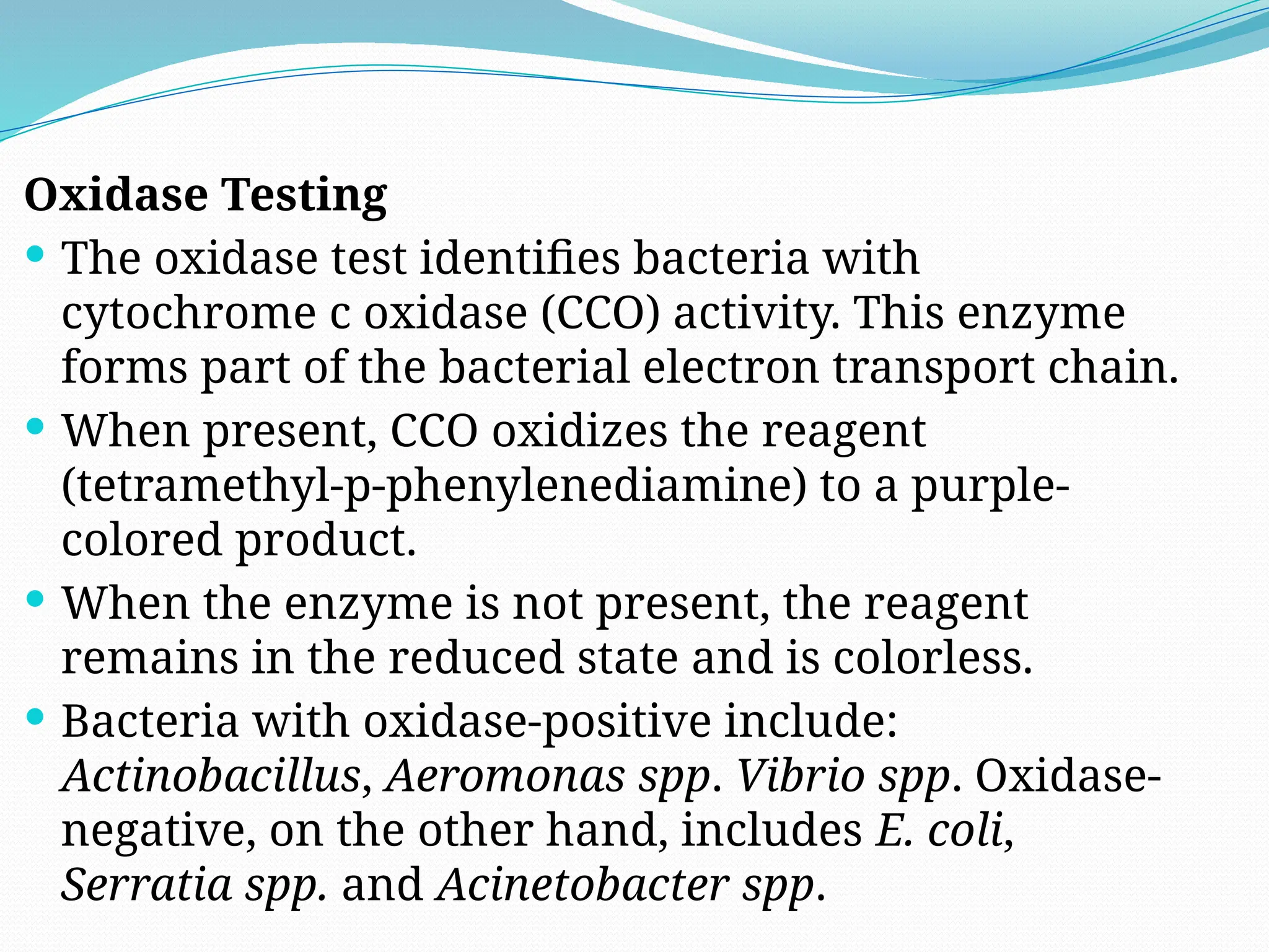 Oxidase Testing
 The oxidase test identifies bacteria with
cytochrome c oxidase (CCO) activity. This enzyme
forms part of the bacterial electron transport chain.
 When present, CCO oxidizes the reagent
(tetramethyl-p-phenylenediamine) to a purple-
colored product.
 When the enzyme is not present, the reagent
remains in the reduced state and is colorless.
 Bacteria with oxidase-positive include:
Actinobacillus, Aeromonas spp. Vibrio spp. Oxidase-
negative, on the other hand, includes E. coli,
Serratia spp. and Acinetobacter spp.
 