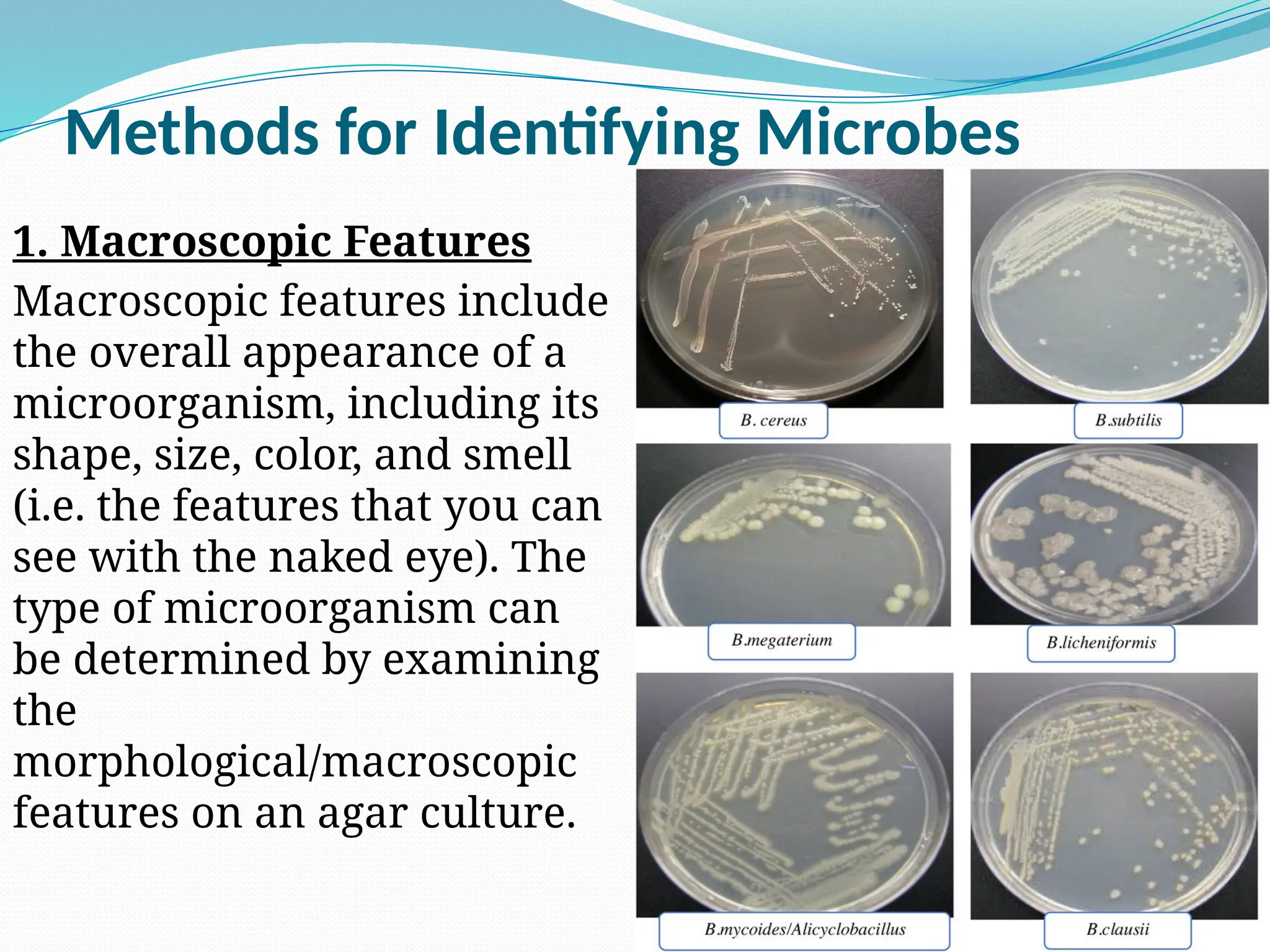 Methods for Identifying Microbes
1. Macroscopic Features
Macroscopic features include
the overall appearance of a
microorganism, including its
shape, size, color, and smell
(i.e. the features that you can
see with the naked eye). The
type of microorganism can
be determined by examining
the
morphological/macroscopic
features on an agar culture.
 
