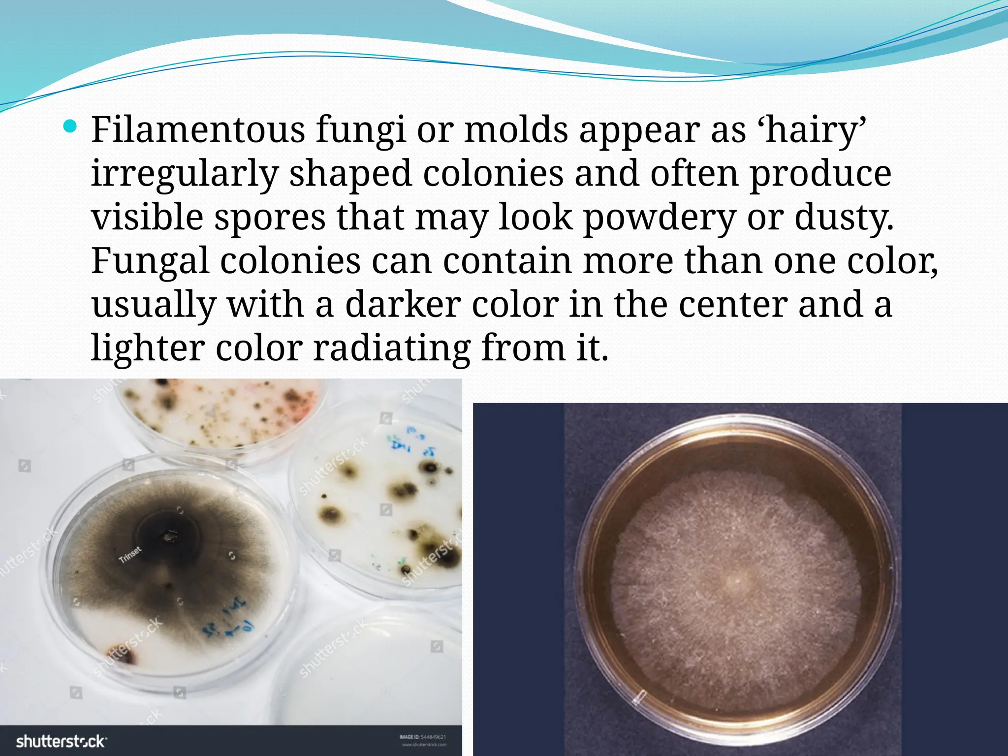  Filamentous fungi or molds appear as ‘hairy’
irregularly shaped colonies and often produce
visible spores that may look powdery or dusty.
Fungal colonies can contain more than one color,
usually with a darker color in the center and a
lighter color radiating from it.
 
