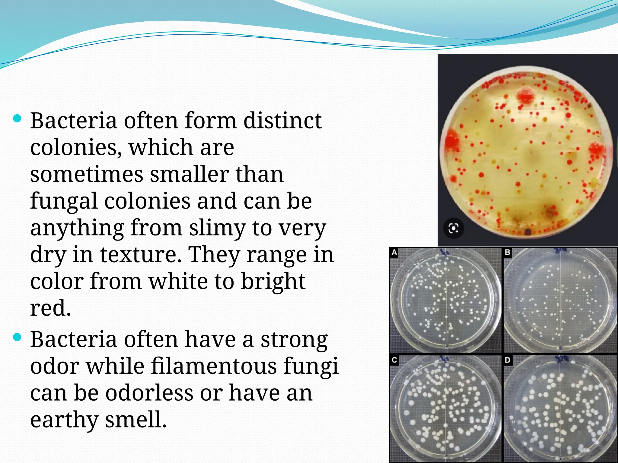  Bacteria often form distinct
colonies, which are
sometimes smaller than
fungal colonies and can be
anything from slimy to very
dry in texture. They range in
color from white to bright
red.
 Bacteria often have a strong
odor while filamentous fungi
can be odorless or have an
earthy smell.
 