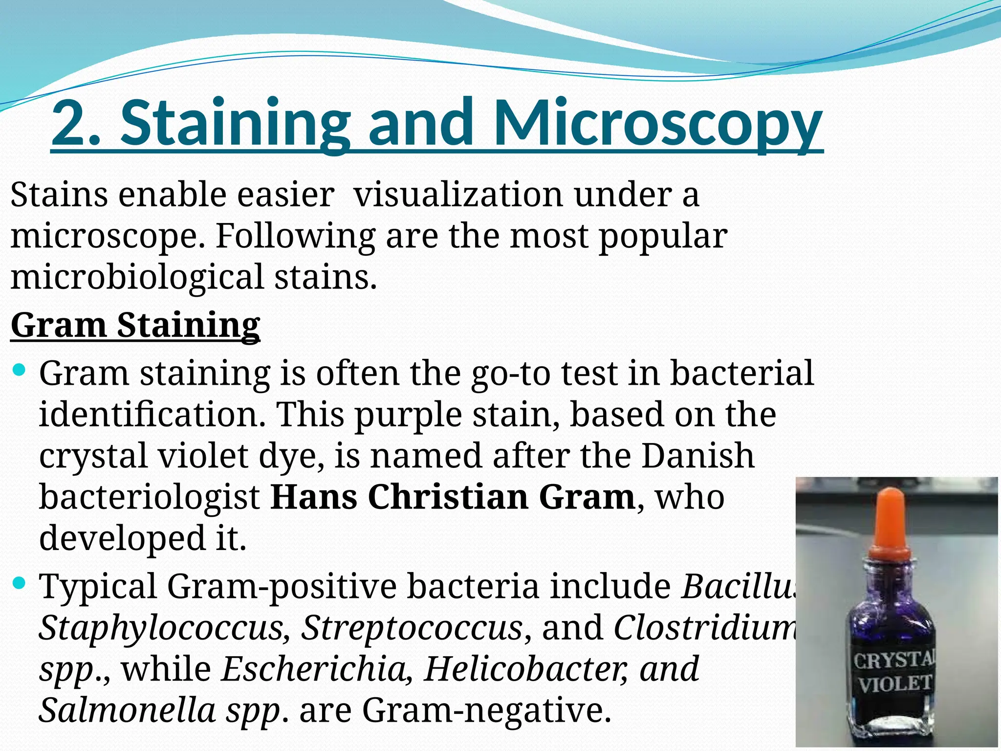 2. Staining and Microscopy
Stains enable easier visualization under a
microscope. Following are the most popular
microbiological stains.
Gram Staining
 Gram staining is often the go-to test in bacterial
identification. This purple stain, based on the
crystal violet dye, is named after the Danish
bacteriologist Hans Christian Gram, who
developed it.
 Typical Gram-positive bacteria include Bacillus,
Staphylococcus, Streptococcus, and Clostridium
spp., while Escherichia, Helicobacter, and
Salmonella spp. are Gram-negative.
 