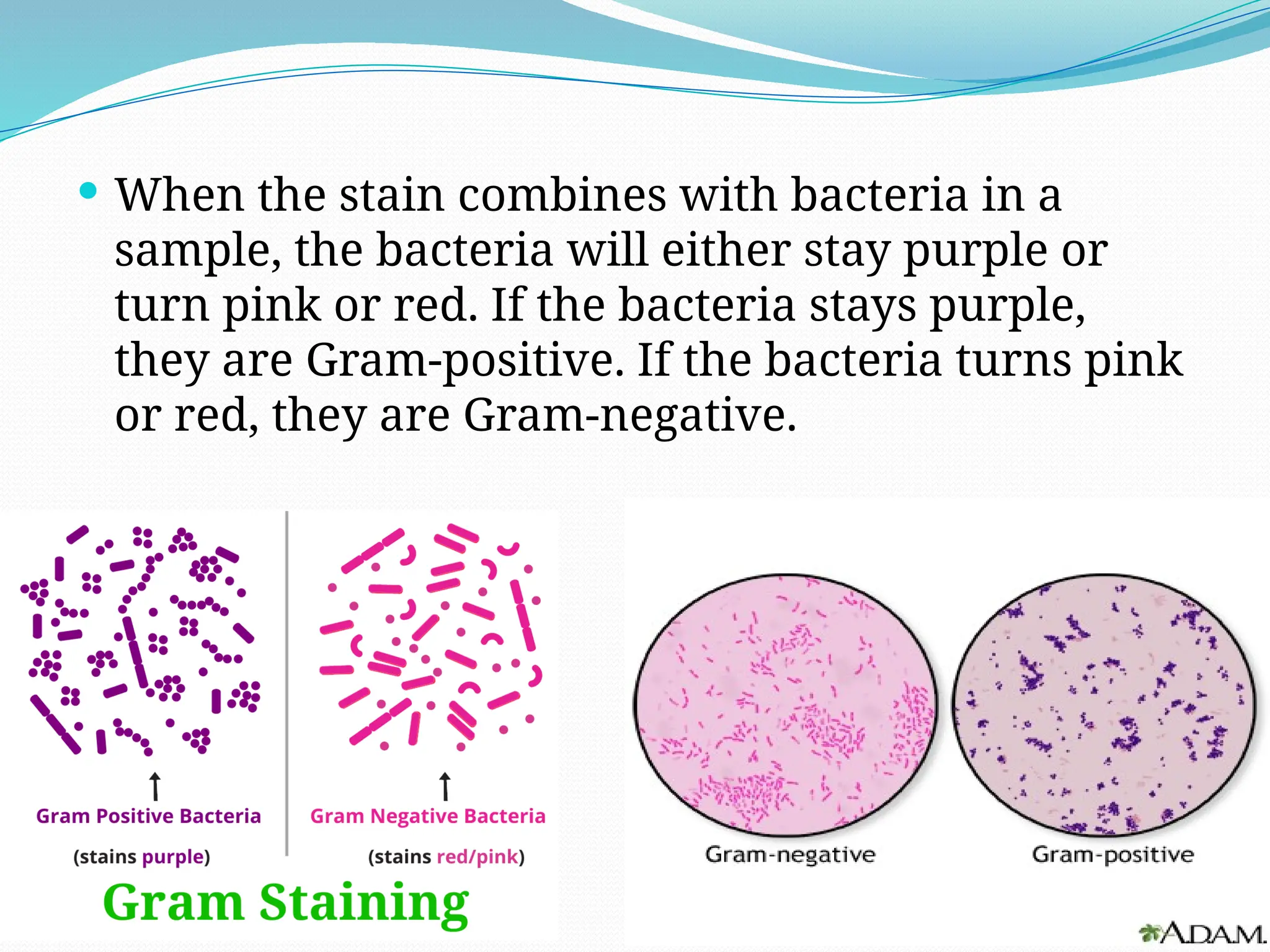  When the stain combines with bacteria in a
sample, the bacteria will either stay purple or
turn pink or red. If the bacteria stays purple,
they are Gram-positive. If the bacteria turns pink
or red, they are Gram-negative.
 