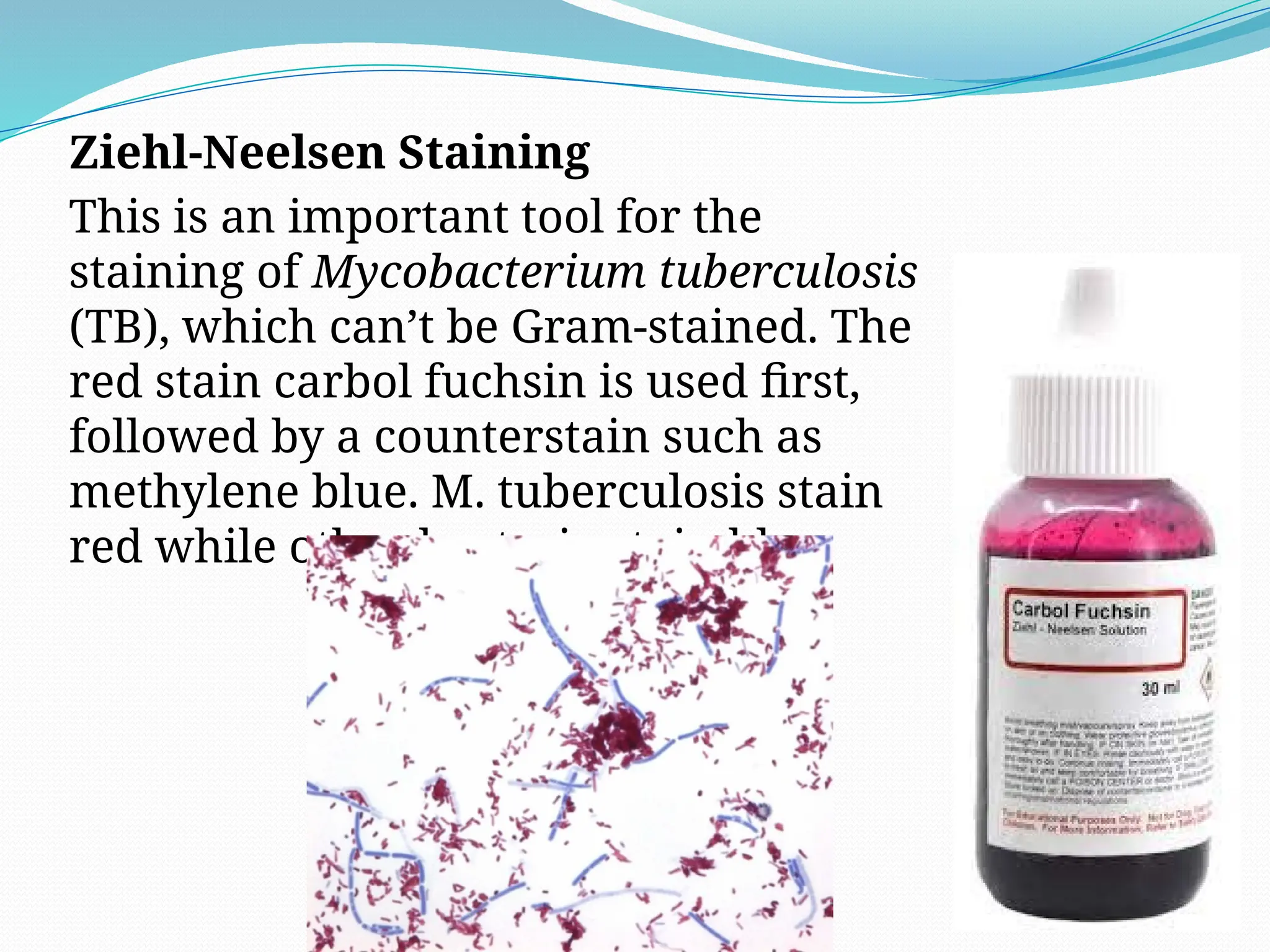 Ziehl-Neelsen Staining
This is an important tool for the
staining of Mycobacterium tuberculosis
(TB), which can’t be Gram-stained. The
red stain carbol fuchsin is used first,
followed by a counterstain such as
methylene blue. M. tuberculosis stain
red while other bacteria stain blue.
 