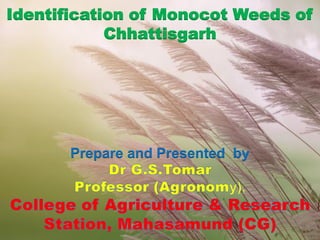 Identification of Monocot Weeds of
Chhattisgarh
Prepare and Presented by
 