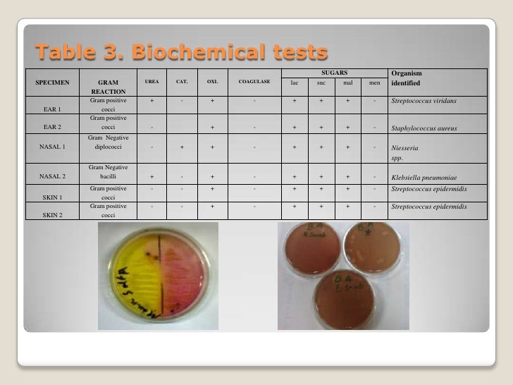 Identification of normal bacteriological flora of skin,