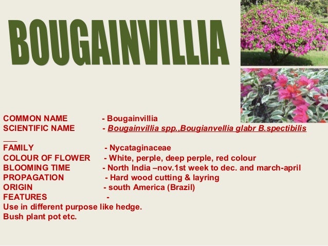 Identification Of Ornamentals